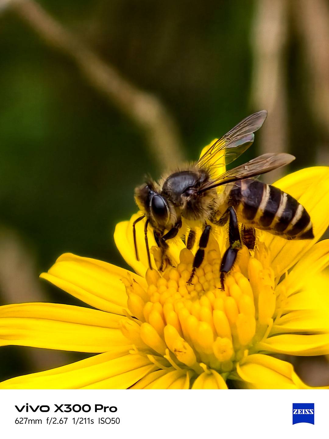Yellow daisy and a bee captured in a garden