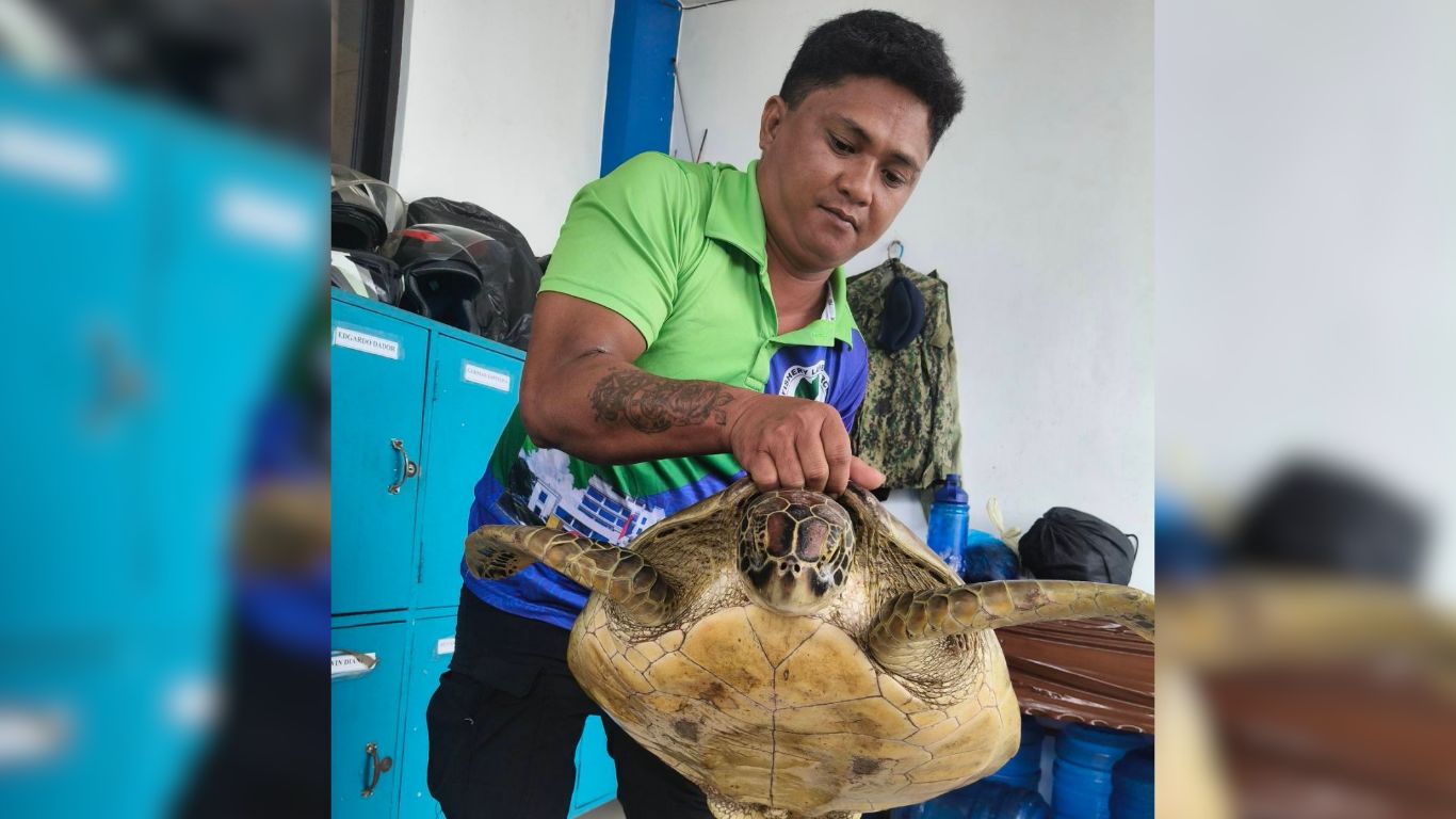Tacloban fisherman rescues another sea turtle