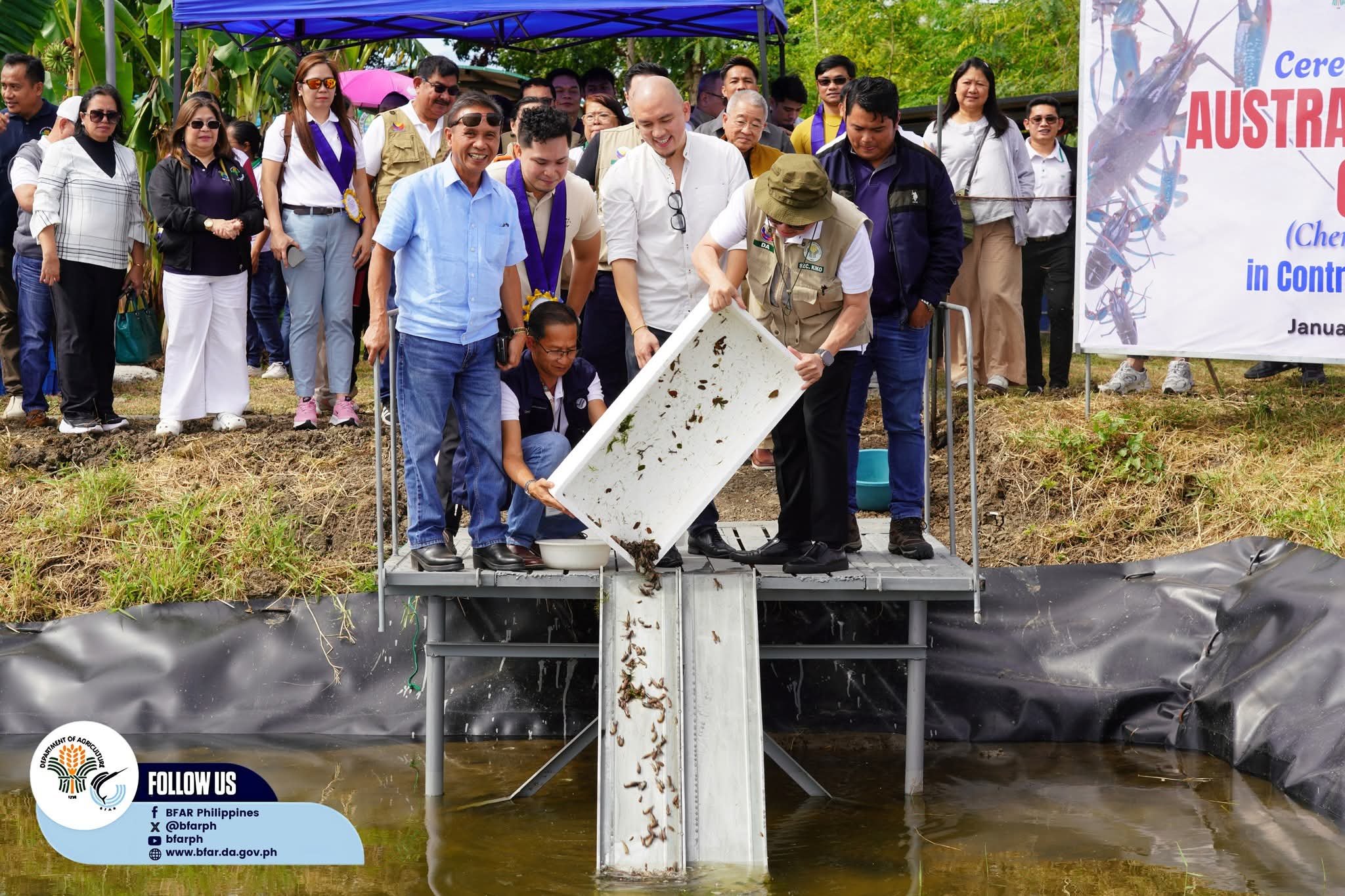 DA pushes for commercial viability of Australian redclaw crayfish in RP