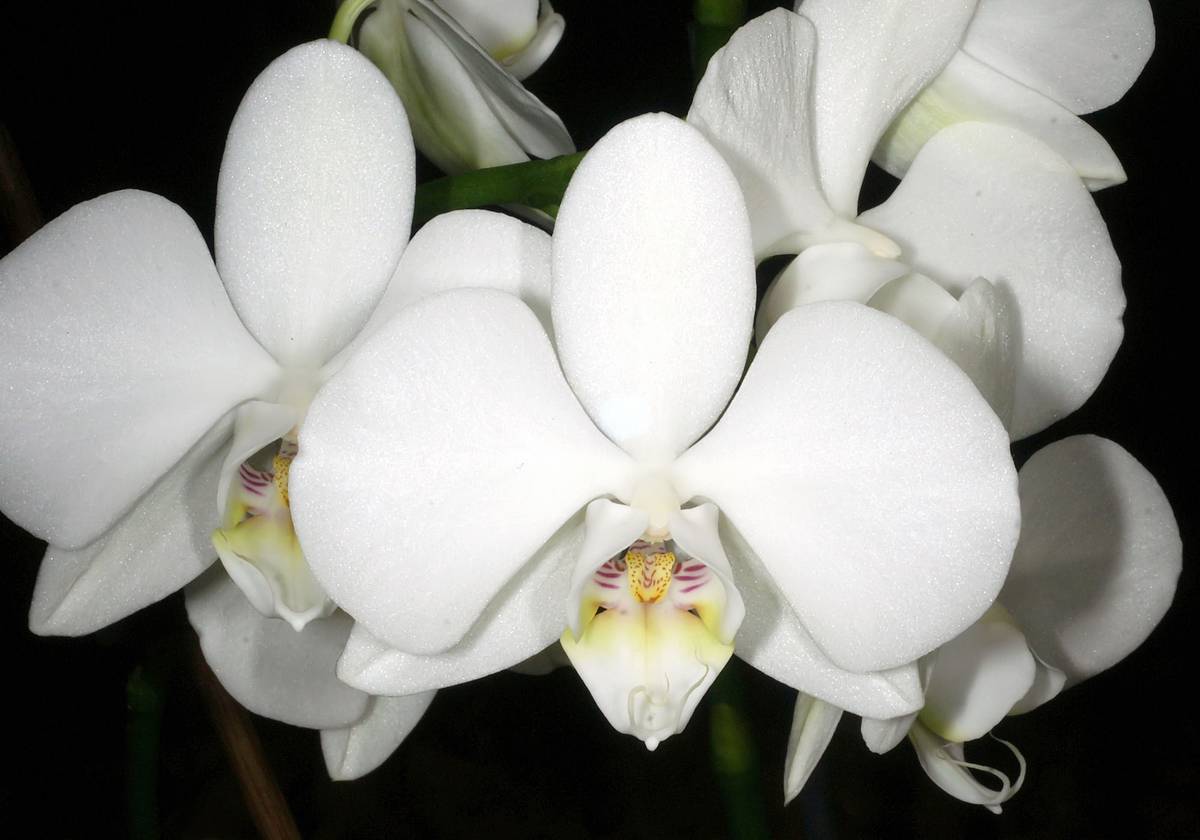 The moon orchid is named after its wide white petals, but they may also take a reddish, pinkish hue at the edges.