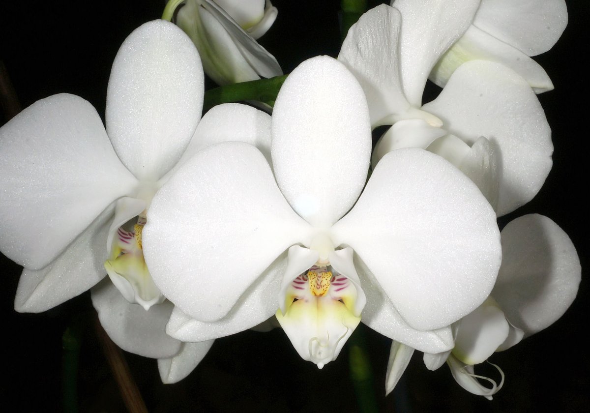 The moon orchid is named after its wide white petals, but they may also take a reddish, pinkish hue at the edges.