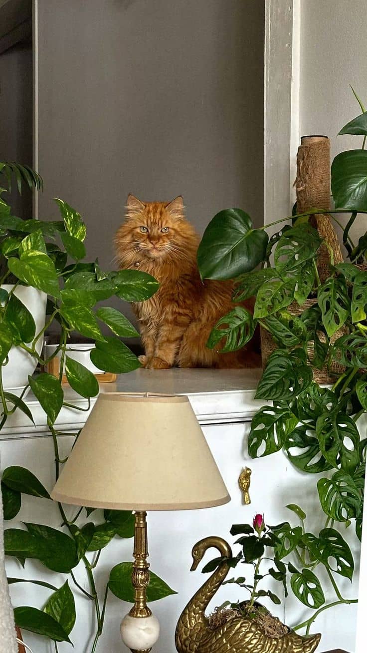 Make sure to check if your new plants aren’t toxic to your fur babies.
