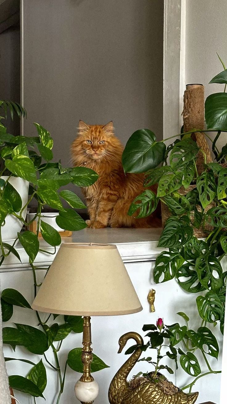 Make sure to check if your new plants aren’t toxic to your fur babies.