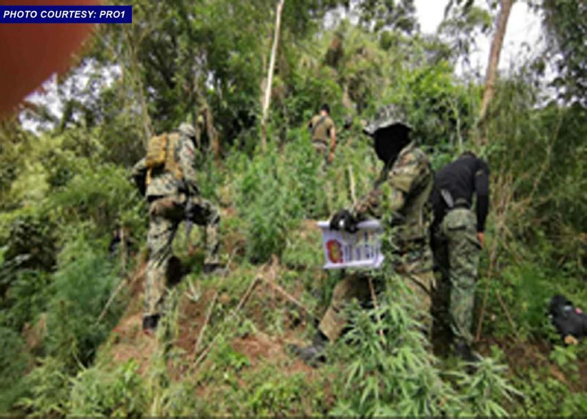 PNP, PDEA uproot P46.8M worth of marijuana plants in Ilocos Sur
