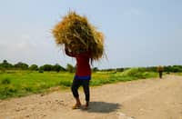 THE Don Carlos Bukidnon United Farmers Association calls on the Department of Agrarian Reform to fast-track Certificates of Land Ownership Award for smallholder farmers.