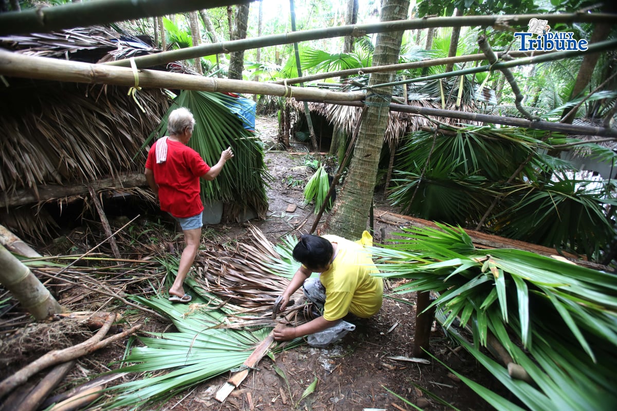 (January 19 2026) Residents from Brgy. Sto. Domingo living near mayon volcano build a temporary shelters made of bamboo, coconut and anahaw leaves, locally they called “ranso” at a hillside in Santo Domingo, Albay on Monday January 19 2026, for their temporary evacuation in case the mayon volcano erupts and the local government conduct a forces evacuation to the residents living near the volcano. Photo/Analy Labor