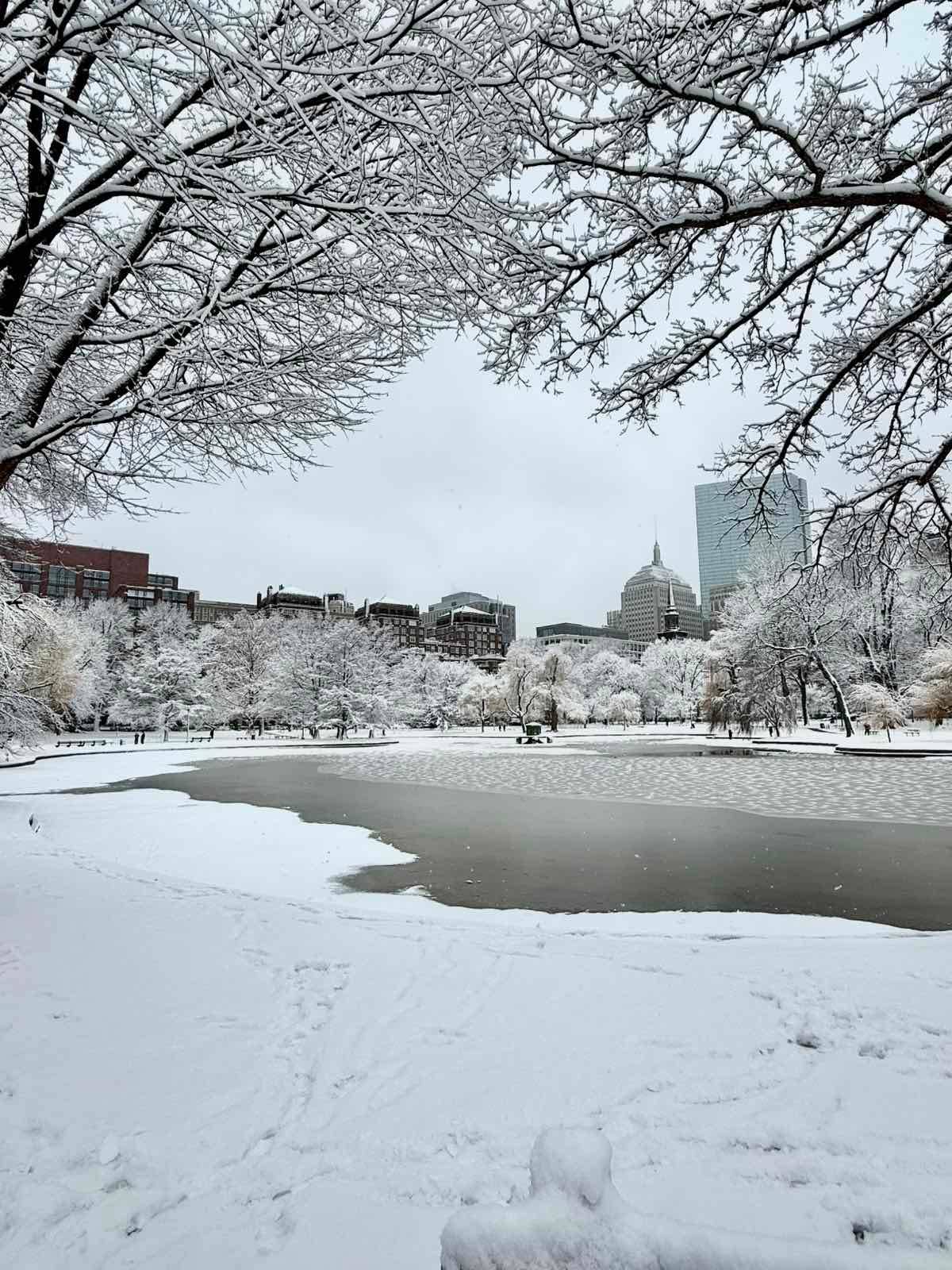 Snow-draped trees, icy waters, and a skyline standing still