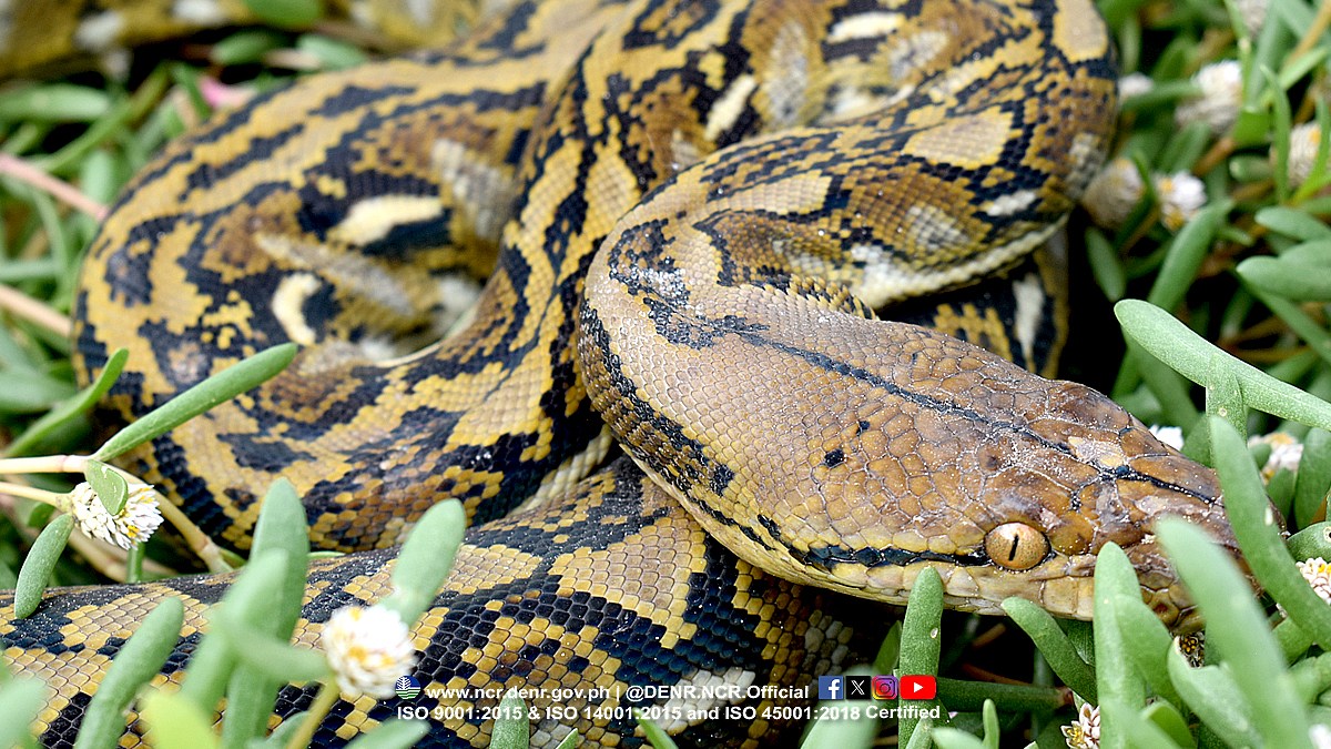 DENR retrieves reticulated python in Malabon City