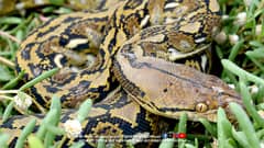DENR retrieves reticulated python in Malabon City