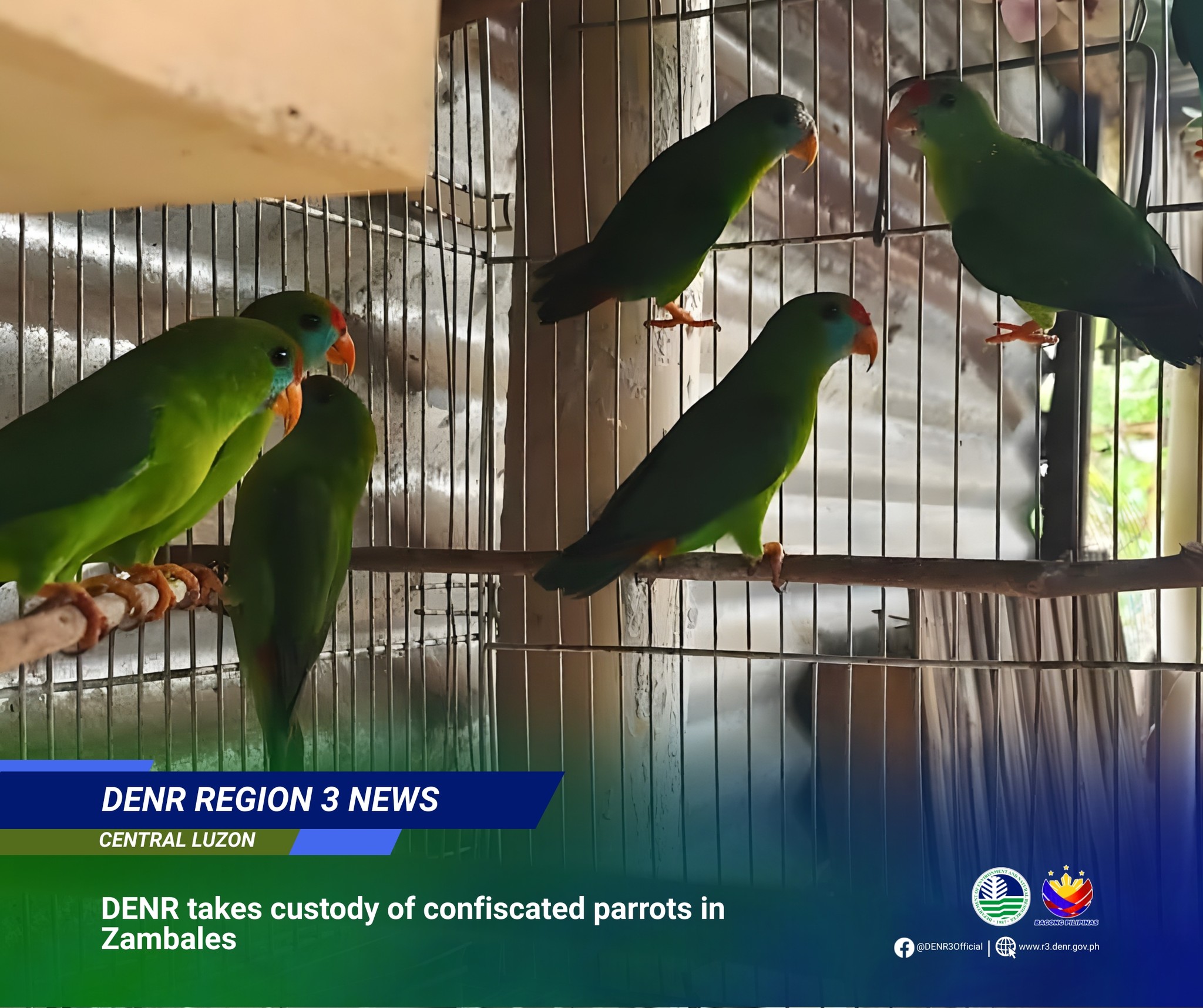 DENR takes custody of 9 Philippine Hanging Parrots in Olongapo City