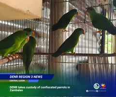 DENR takes custody of 9 Philippine Hanging Parrots in Olongapo City