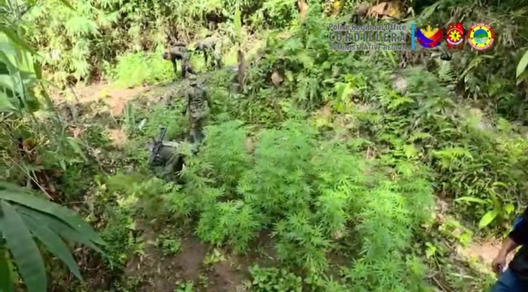 Over P32M in illegal drugs seized in Cordillera anti-drug ops
