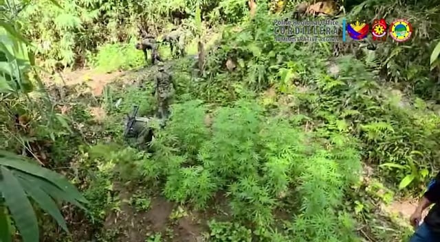 Cordillera sting ops net P32-M illegal drugs