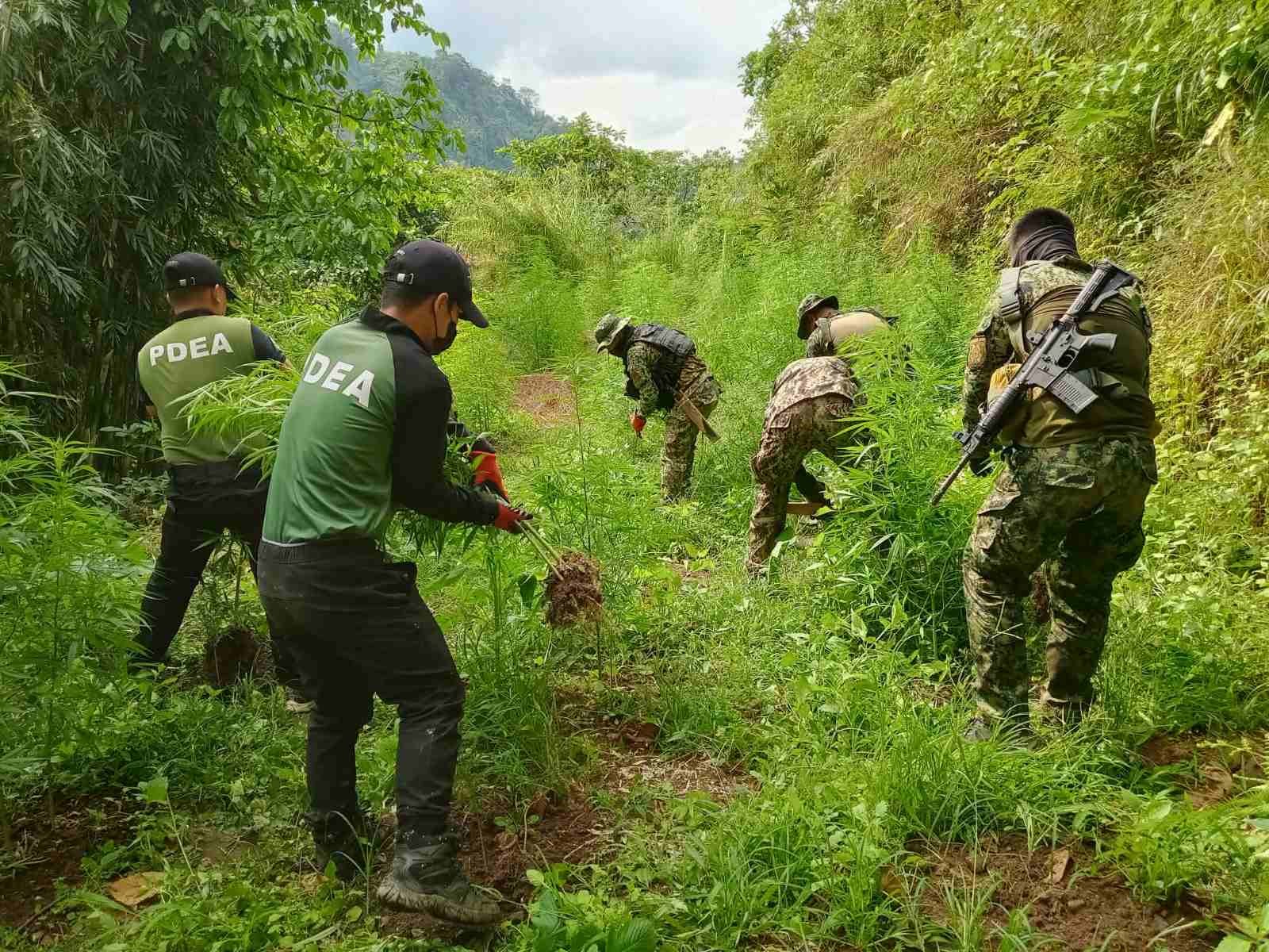 PDEA, PNP destroy P186M marijuana plants in Ilocos