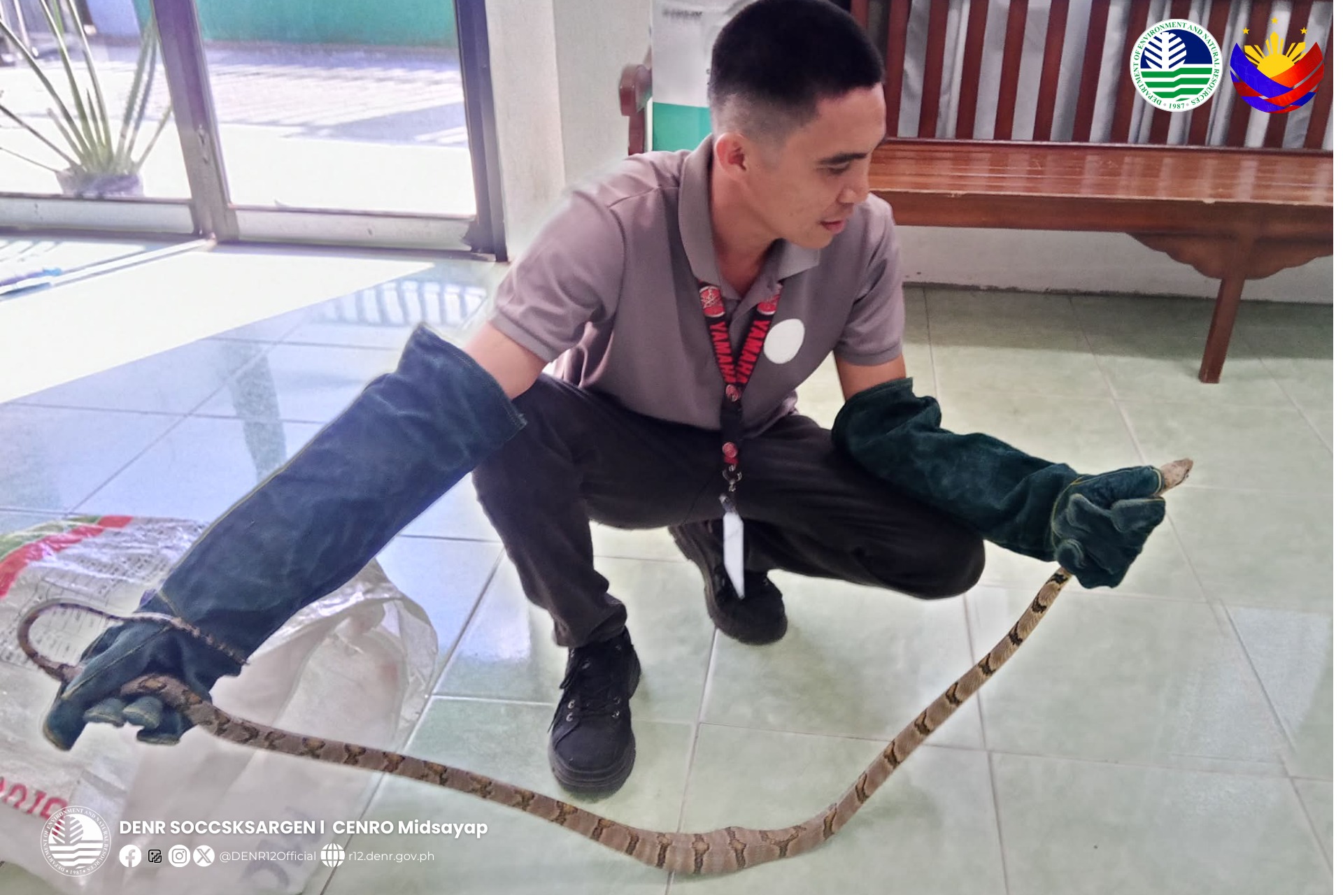 Dog-toothed cat snake rescued, surrendered to DENR in Cotabato