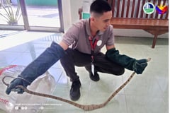 Dog-toothed cat snake rescued, surrendered to DENR in Cotabato