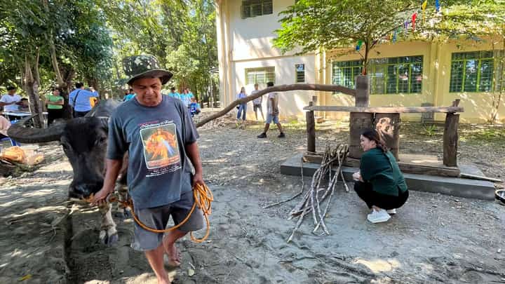 A CARABAO-powered dadapilan presses sugarcane stalks to extract bennal.