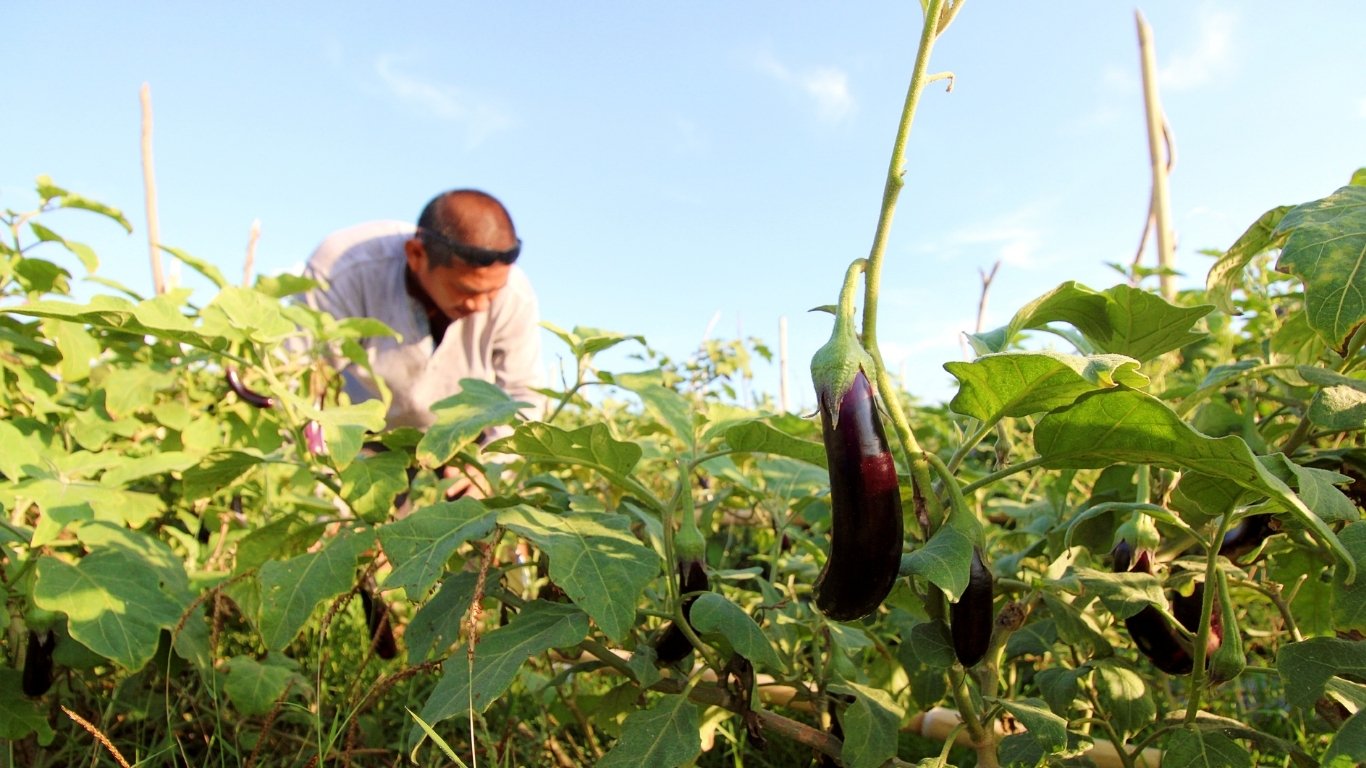 Growing your own food