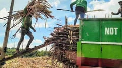 Sugar pest crackdown to avert supply crunch