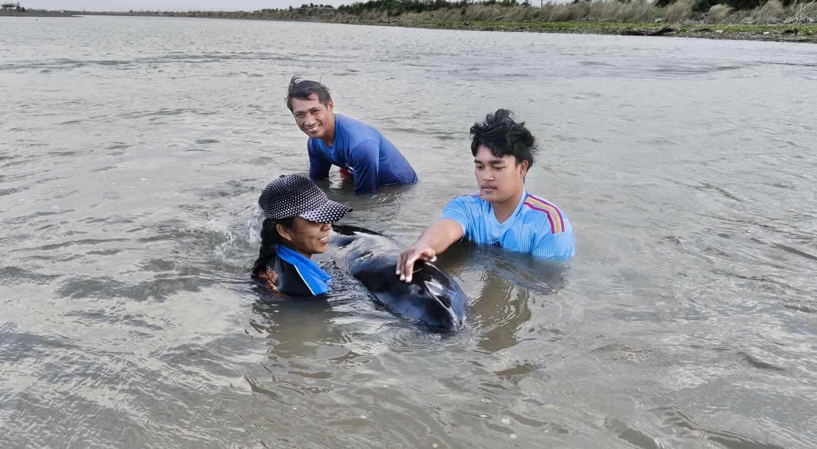 Stranded whale rescued in Aparri