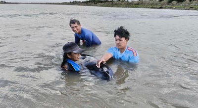 Stranded whale rescued in Aparri