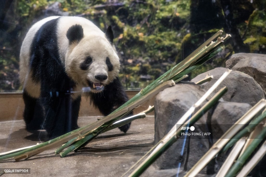 Japan’s beloved last pandas leave for China