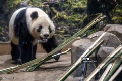 Japan’s beloved last pandas leave for China