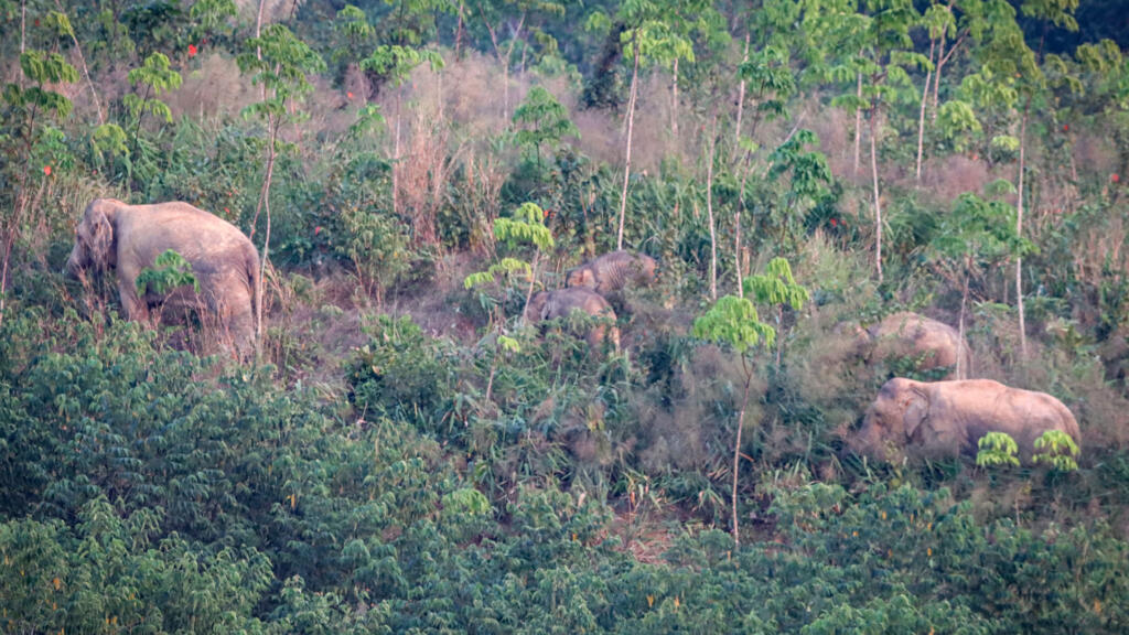 Contraceptive vaccine to limit elephant births