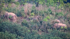Contraceptive vaccine to limit elephant births