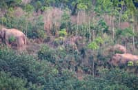 Contraceptive vaccine to limit elephant births