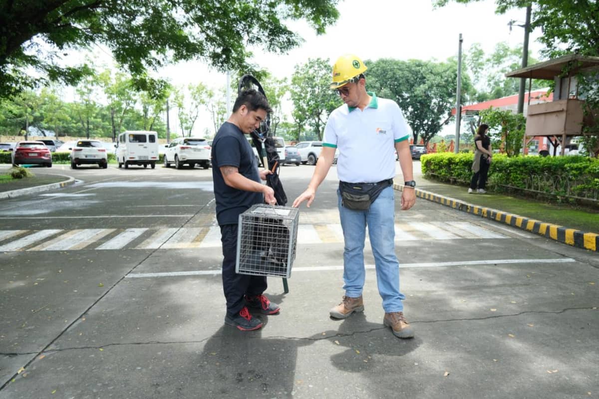 AS part of the CATropa TNVR Mission PAW-ssible Program, Biyaya Animal Care personnel safely and humanely trap community cats in one of Meralco’s Operating Sectors, protecting both animals and the workplace.