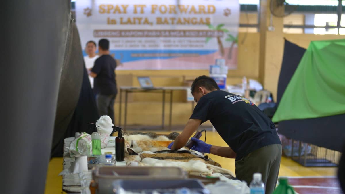MERALCO has been implementing the TNVR program that aims to address the overpopulation of community animals within and even beyond its properties.