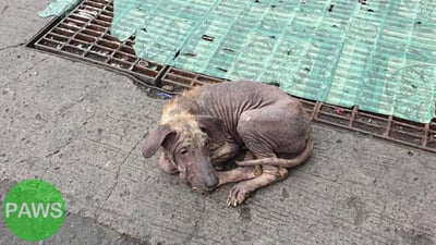 A home for every pet