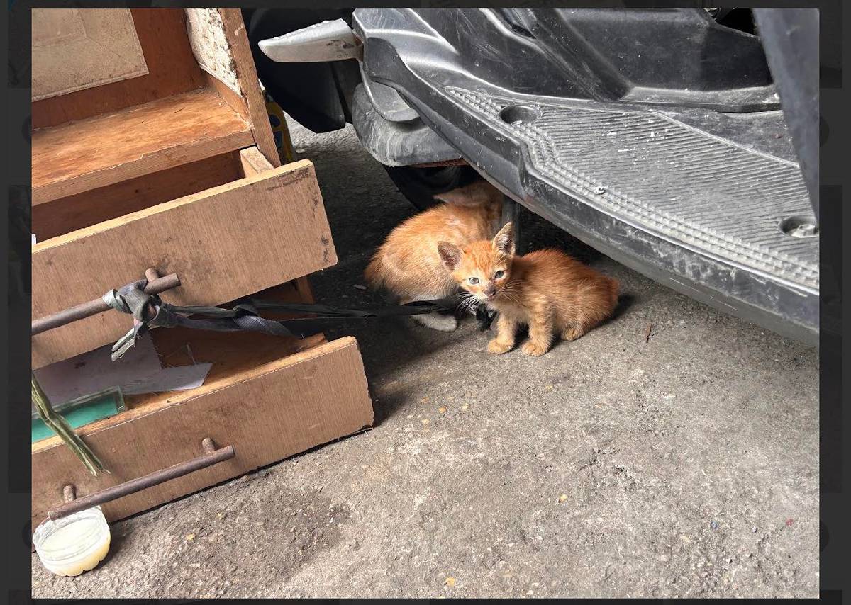 TOGETHER, we can end pet homelessness — one kapon at a time.