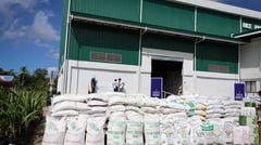 WV palay production drops 47%