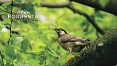 Forresta by Brittany: Nature is the new luxe