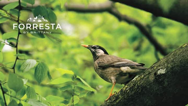 Forresta by Brittany: Nature is the new luxe