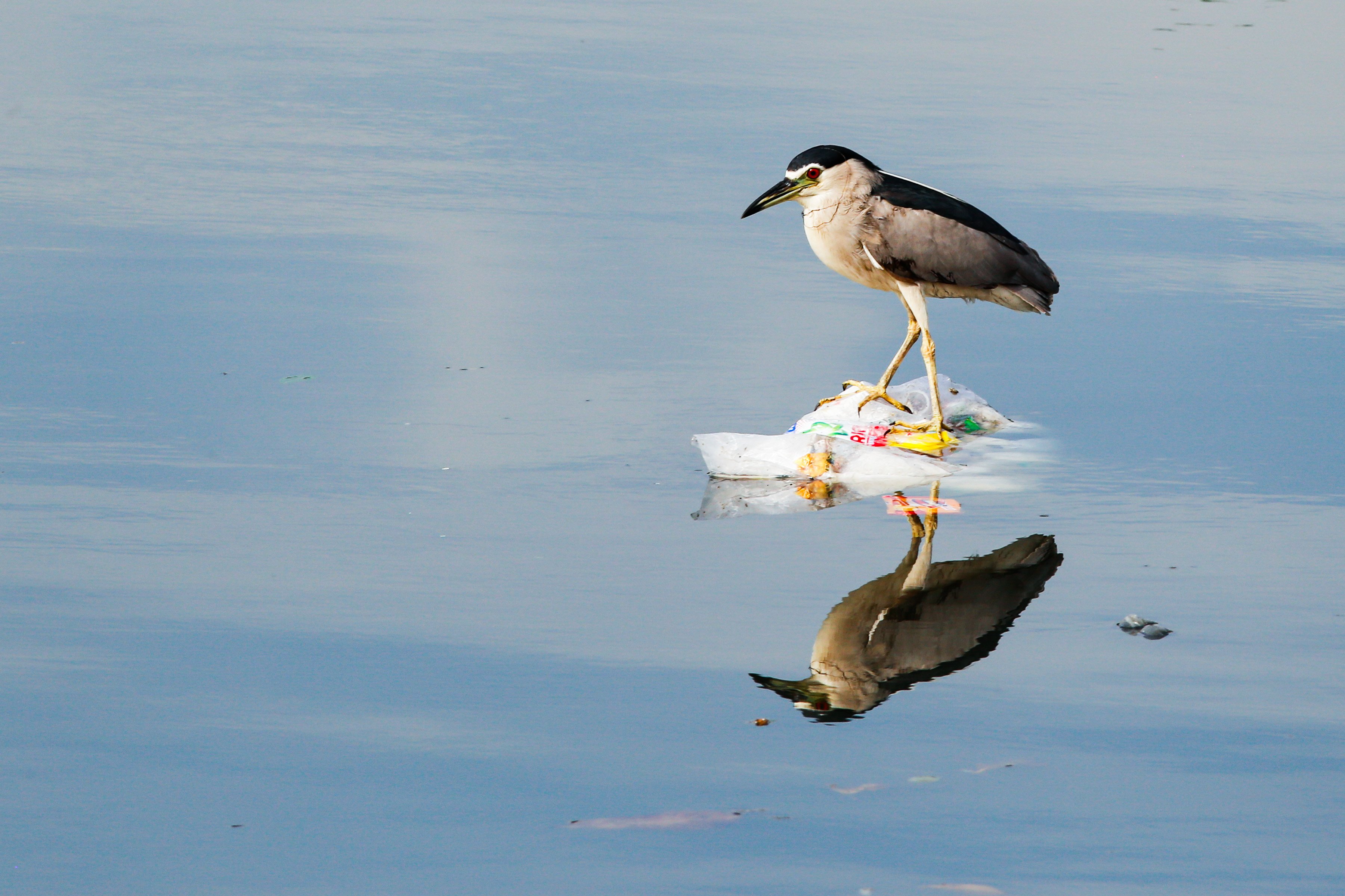 Birds perch on trash