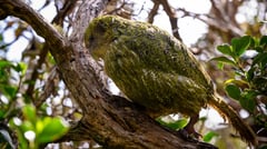 Rare flightless parrot breeding again