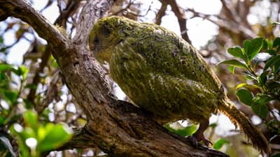 A MALE kakapo sitting on a tree on Codfish Island in New Zealand.