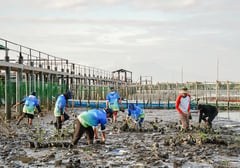 AboitizPower plants mangroves amid World Wetlands Day