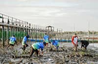 ABOITIZPOWER – through private limited partnerships GNPower Mariveles Energy Center and GNPower Dinginin and other stakeholders in Bataan – plants 500 mangrove saplings at the Orani Mangrove Conservation and Protection Project site at Barangay Kabalutan in the town of Orani, Bataan.
