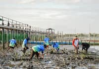 AboitizPower plants mangrove saplings in Orani