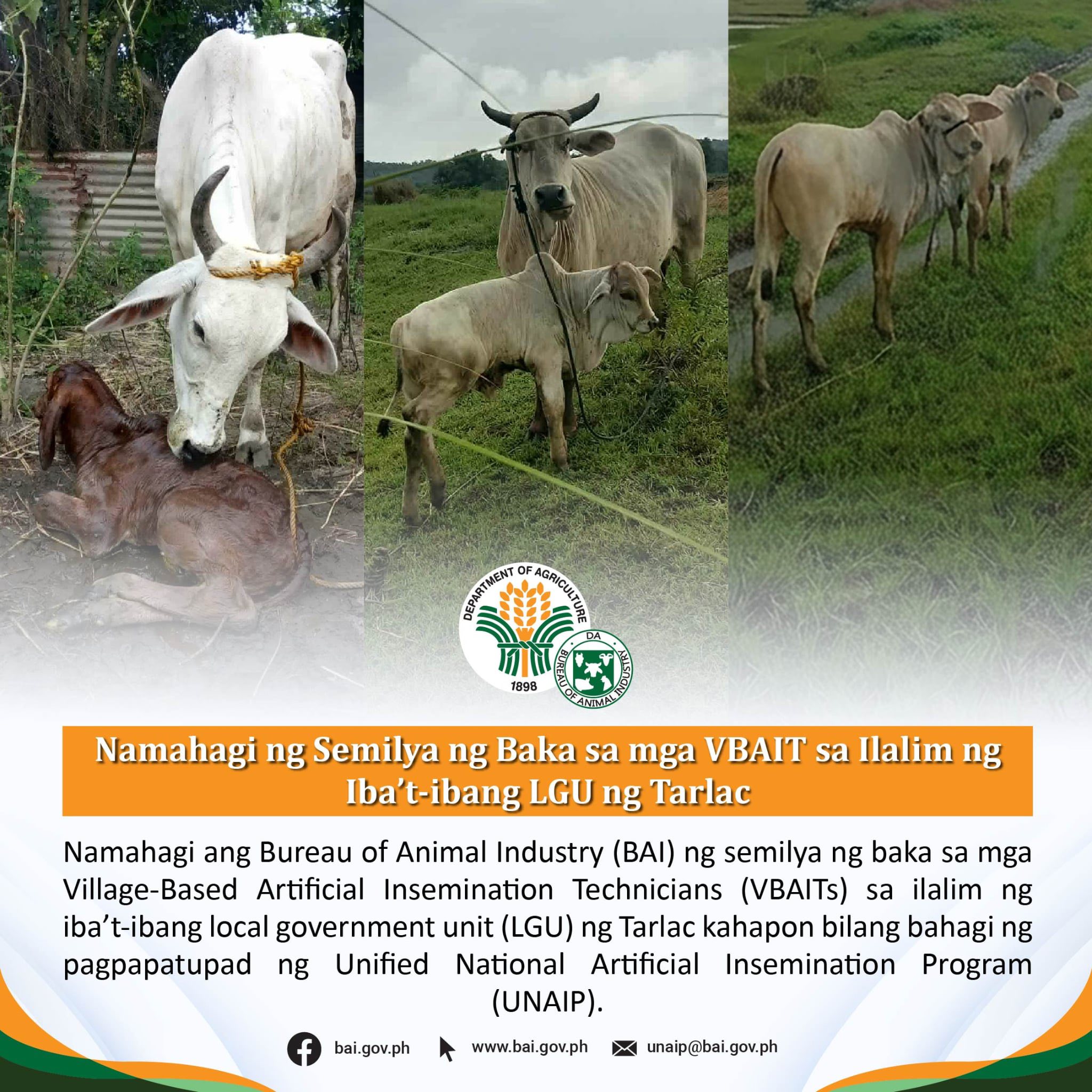 BAI distributes cow semen to boost cattle breeding