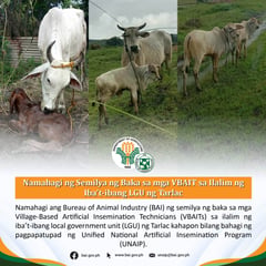 BAI distributes cow semen to boost cattle breeding