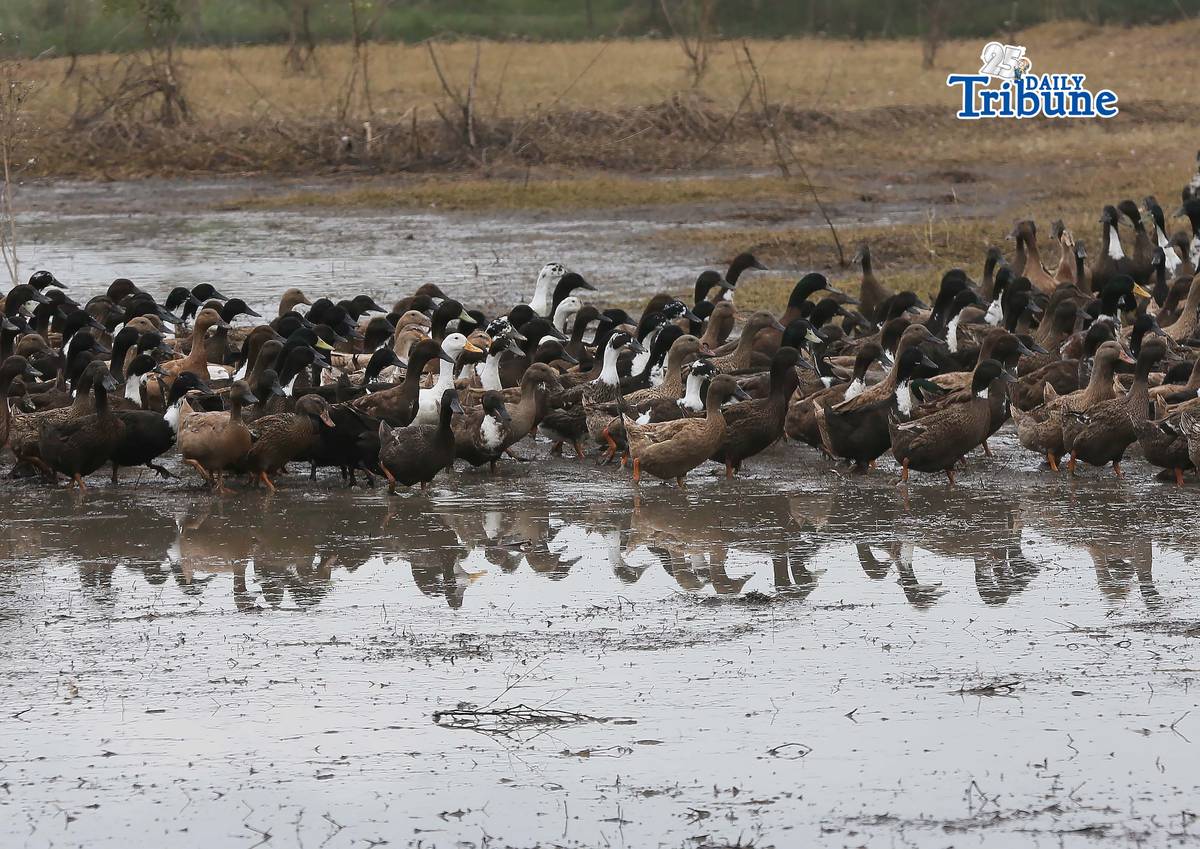 (February 05 2026) Ducks seen flocked eating near the pond in Baliuag Bulacan on Thursday February 5 2026. Photo/Analy Labor