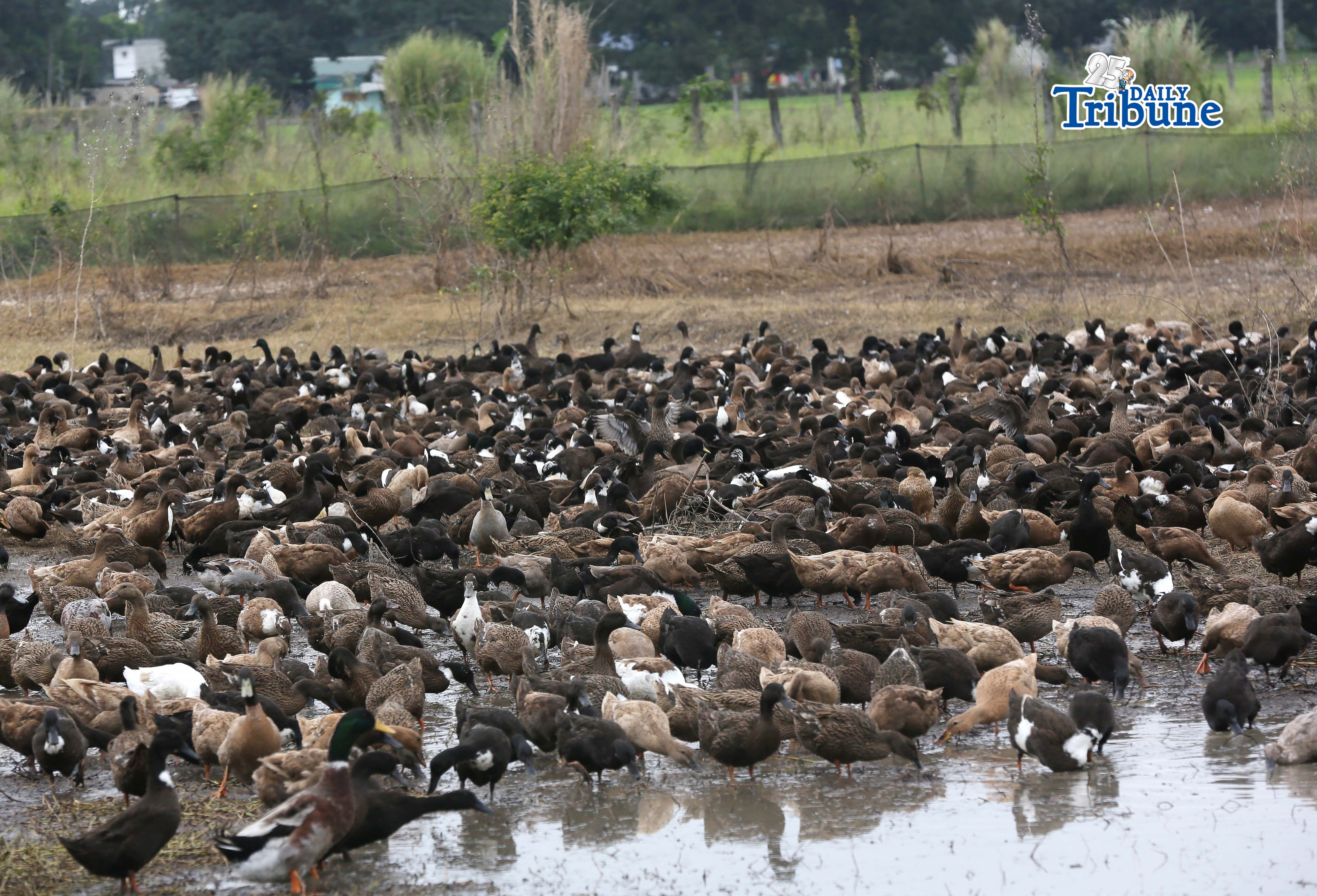 Ducks