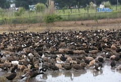 Ducks