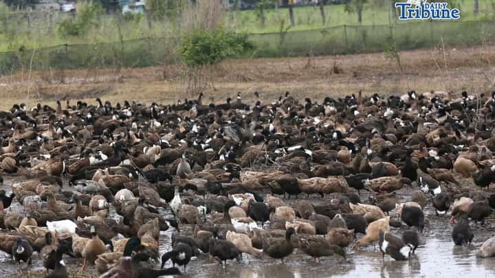 (February 05 2026) Ducks seen flocked eating near the pond in Baliuag Bulacan on Thursday February 5 2026. Photo/Analy Labor