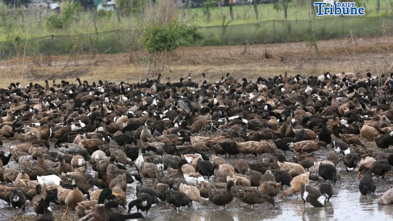 Ducks